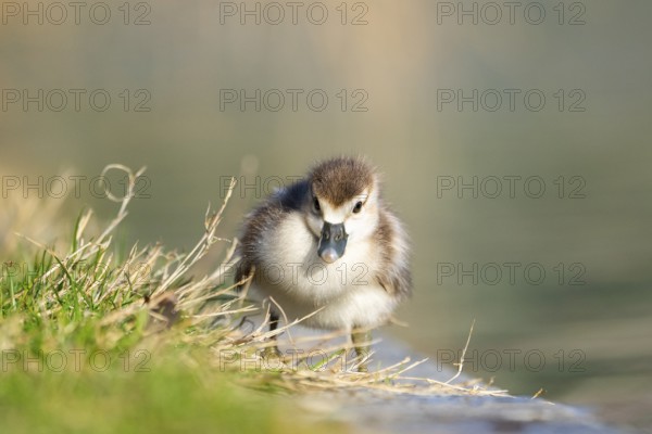 Egyptian goose (Alopochen aegyptiaca) cute chick on a meadow at the shore of a lake, Bavaria, Germany