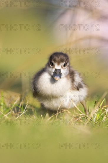 Egyptian goose (Alopochen aegyptiaca) cute chick on a meadow at the shore of a lake, Bavaria, Germany