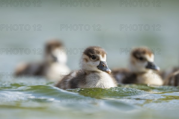 Egyptian goose (Alopochen aegyptiaca) chicks swimming on a lake, Bavaria, Germany
