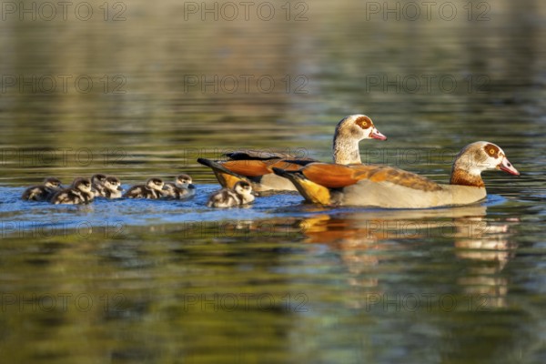 Egyptian goose (Alopochen aegyptiaca) mother with her chicks swimming on a lake, Bavaria, Germany