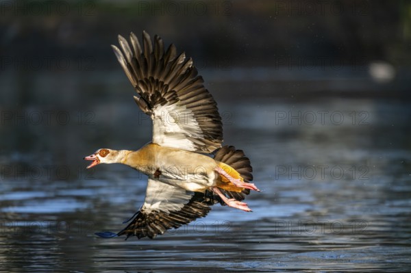 Flying Egyptian goose (Alopochen aegyptiaca) starting from a lake, invasive species, Bavaria, Germany