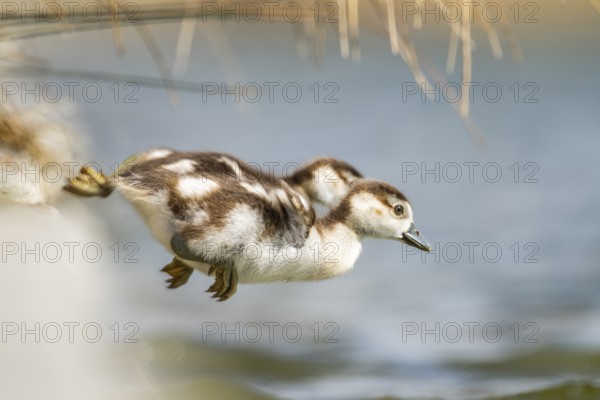 Two cute Egyptian goose (Alopochen aegyptiaca) chicks jumping into a lake, Bavaria, Germany