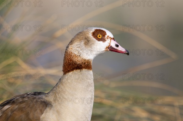 Portrait of an Egyptian goose (Alopochen aegyptiaca) at the shore of a lake, Bavaria, Germany
