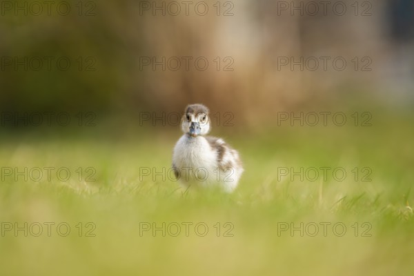 Egyptian goose (Alopochen aegyptiaca) cute chick on a meadow at the shore of a lake, Bavaria, Germany