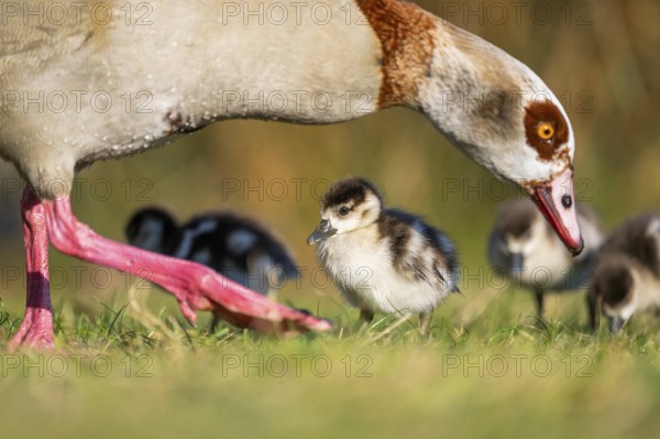 Egyptian goose (Alopochen aegyptiaca) mother with her chicks on a meadow at the shore of a lake, Bavaria, Germany
