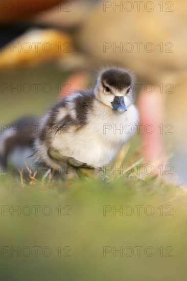 Egyptian goose (Alopochen aegyptiaca) cute chick on a meadow at the shore of a lake, Bavaria, Germany