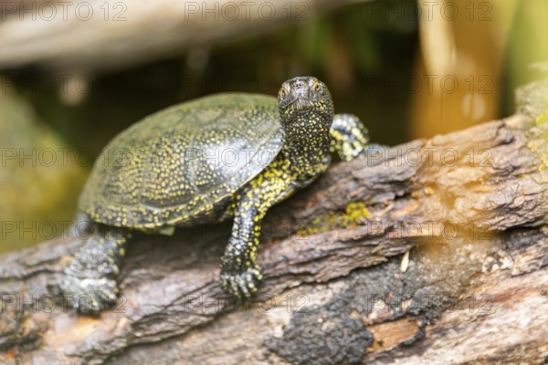 European pond turtle (Emys orbicularis) on a rock, Bavaria, Germany