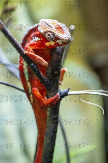 Red Panther chameleon (Furcifer pardalis) in a bush, captive, Bavaria, Germany