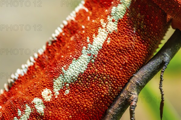 Red Panther chameleon (Furcifer pardalis), tail, detail, skin, captive, Bavaria, Germany