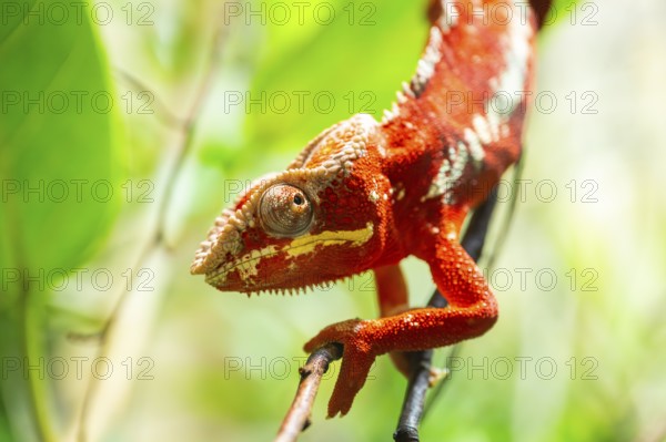 Red Panther chameleon (Furcifer pardalis) in a bush, captive, Bavaria, Germany