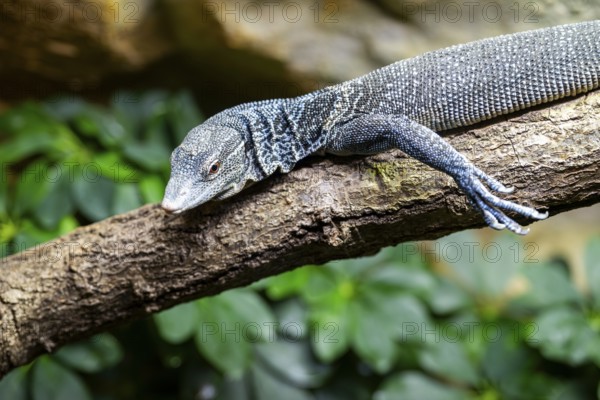 Blue-spotted tree monitor (Varanus macraei) on a branch, portrait, captive, Germany