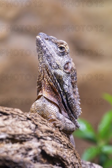 Close-up of a frill-necked lizard (Chlamydosaurus kingii) on a tree