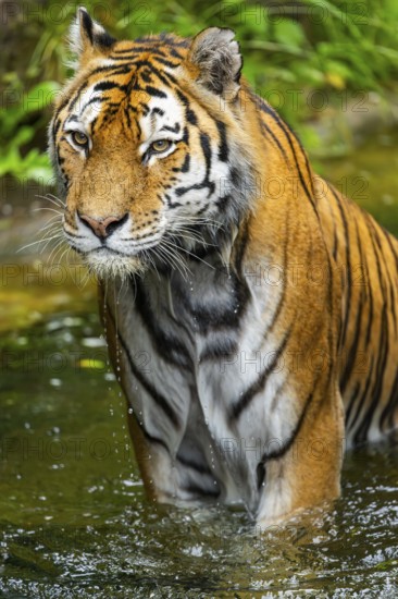 Siberian tiger (Panthera tigris tigris) walking in a lake, captive, Germany