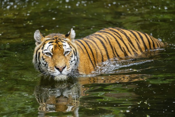 Siberian tiger (Panthera tigris tigris) swimming in a lake, captive, Germany