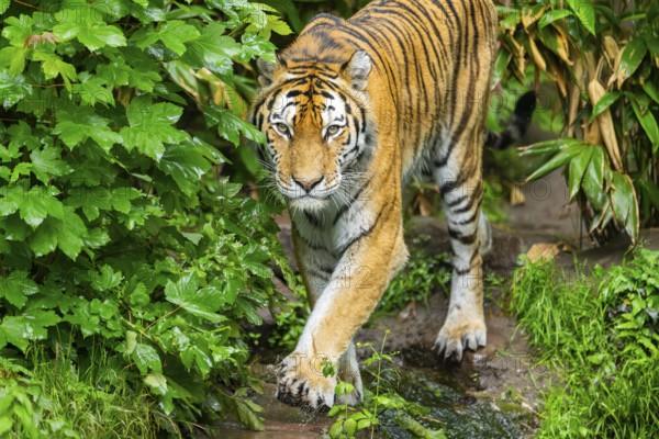 Siberian tiger (Panthera tigris tigris) walking through bushes on a rainy day, captive, Germany
