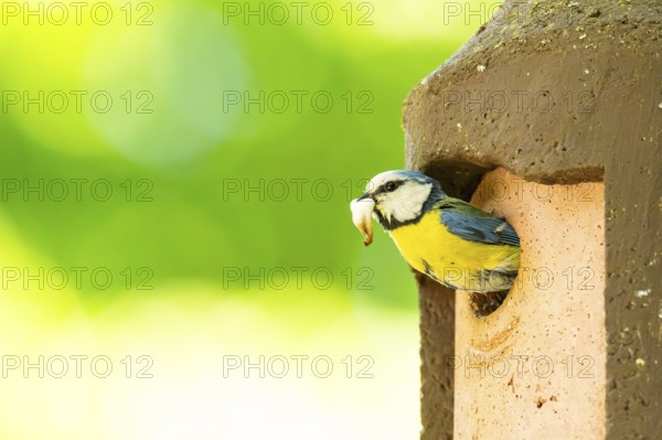 Eurasian blue tit (Cyanistes caeruleus) coming out of a bird house, Bavaria, Germany