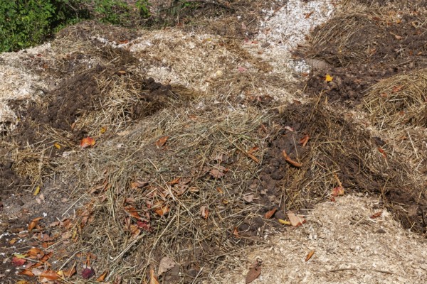 Pile of manure mixed with leaves, woodchips and straw for use as organic fertilizer for growing crops in fields, Quebec, Canada