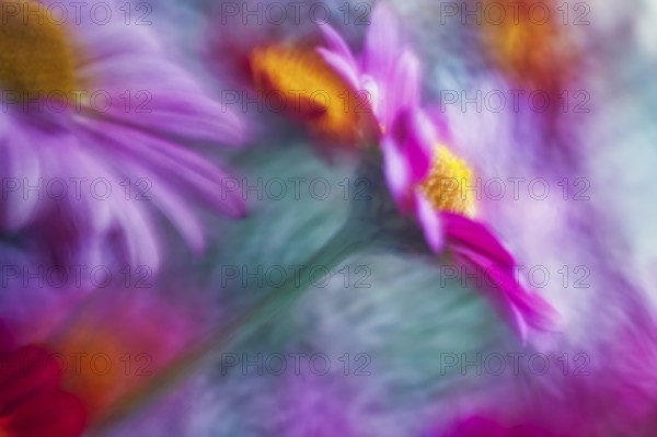 Artistic close-up of an Aster (Aster), showing its delicate petals and yellow center, captured with soft focus for a painterly effect