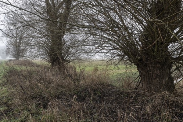 Old willows (Salix) in the fog, Emsland, Lower Saxony, Germany