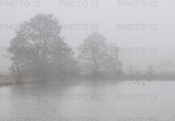 Pond landscape with black alder (Alnus glutinosa) in the fog, Emsland, Lower Saxony, Germany