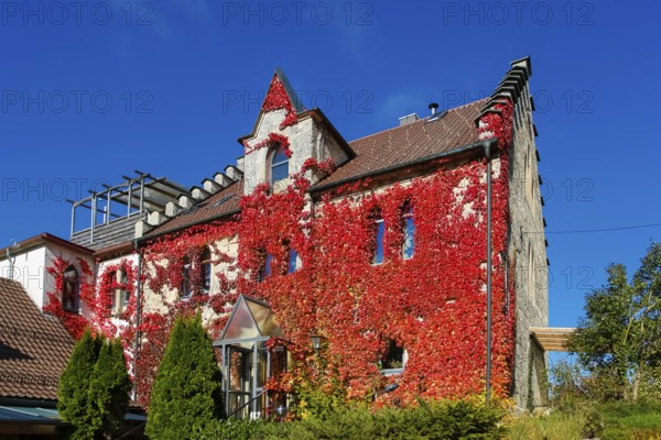 Restaurant Altes Forsthaus near Lichtenstein Castle, restaurant, dining restaurant, historic building, architecture, autumn, Virginia creeper (Parthenocissus quinquefolia), Wild Vine, climbing plant, bright red foliage, leaves, window, Honau, municipality of Lichtenstein, Swabian Alb, Baden-Württemberg, Germany