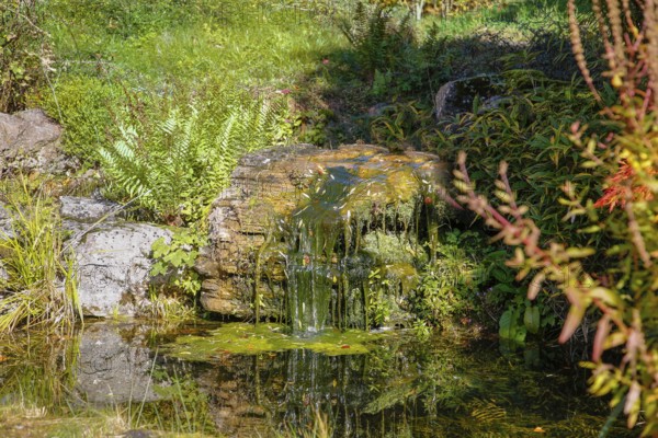 Restaurant Altes Forsthaus near Lichtenstein Castle, restaurant, restaurant, historic building, architecture, autumn, Virginia creeper (Parthenocissus quinquefolia), Wild Vine, climbing plant, bright red foliage, leaves, window, closed parasol, Honau, municipality of Lichtenstein, Swabian Alb, Baden-Württemberg, Germany