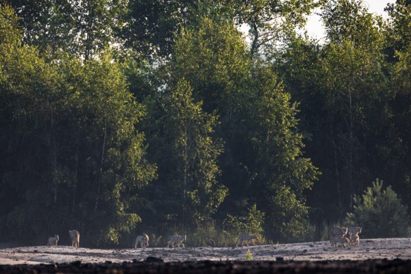A pack of wolves (Canis lupus), consisting of three adults with seven pups, on the way to the rendezvous site, rearing pups, Germany
