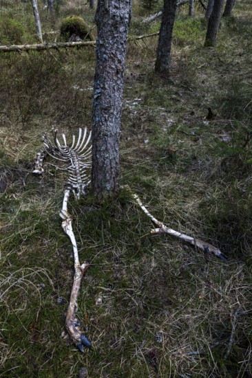 The remains of red deer (Cervus elaphus) taken by wolves (Canis lupus), prey, hunting success, Denmark