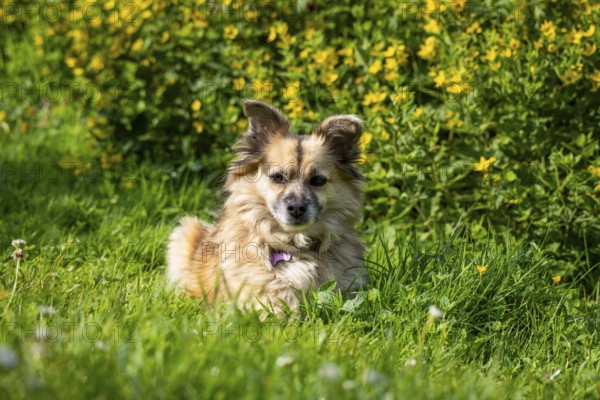 Dog, mixed breed, in a meadow