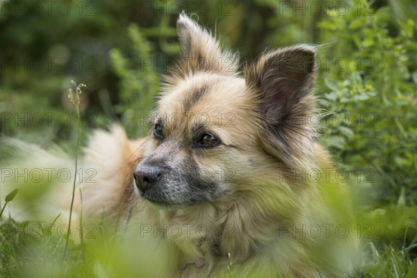 Dog, mixed breed lying in grass, portrait