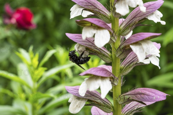 Wood bee (Xylocopa) on a flower of Acanthus spinosus (Acanthus spinosus) . Baden-Württemberg, Germany