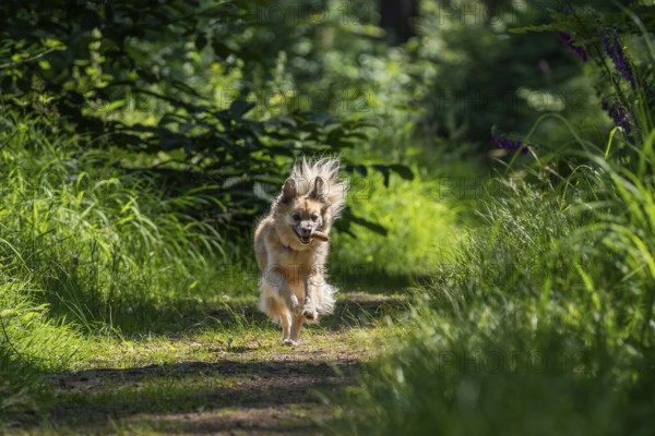 Dog, mixed breed, runs