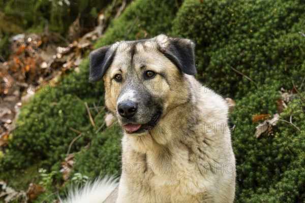 Kangal Mix, male, portrait