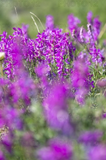 Alpine sweet clover (Hedysarum alpinum) also known as Eskima potato or bear's root, purple flowers, Alaska, USA