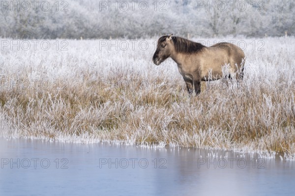 Horse in the foreground on a frosty pasture in diffuse light, Konik, Konik horse, Konik pony (Equus caballus gemelli), winter, landscape conservation in a nature reserve, grazing project, nature conservation, grassland management, Lower Saxony, Germany