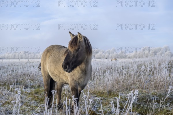 Horse in winter landscape with clear sky and frost-covered plants, Konik, Konik horse, Konik pony (Equus caballus gemelli), winter, landscape conservation in nature reserve, grazing project, nature conservation, grassland conservation, Lower Saxony, Germany