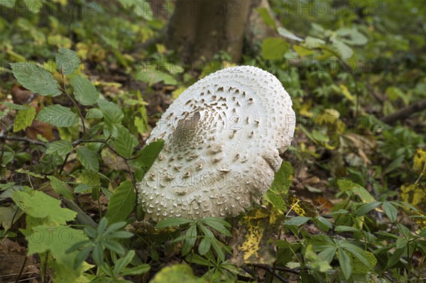 Common giant umbrella on forest floor, parasol mushroom, Granitz Nature Reserve, Southeast Rügen Biosphere Reserve, Rügen Island, Mecklenburg-Western Pomerania, Germany