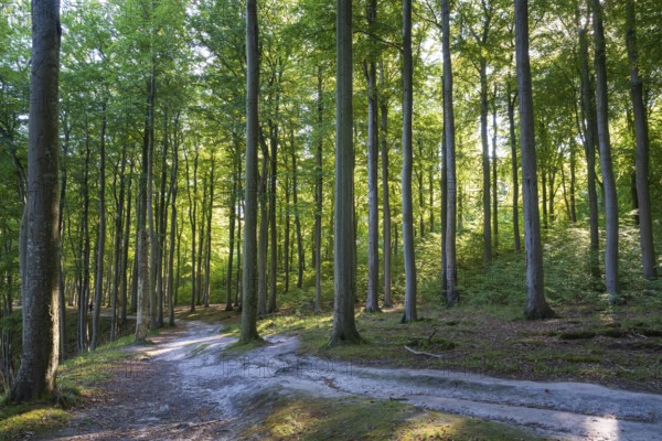 Trail through beech forest, Granitz Nature Reserve, Southeast Rügen Biosphere Reserve, Rügen Island, Mecklenburg-Western Pomerania, Germany