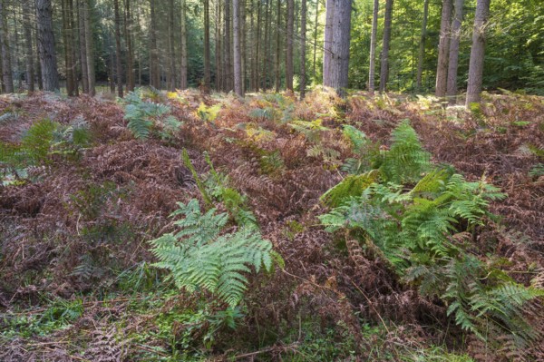 Forest soil with green and brown fern, Granitz Nature Reserve, Southeast Rügen Biosphere Reserve, Rügen Island, Mecklenburg-Western Pomerania, Germany