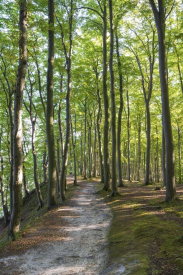 Trail through beech forest, Granitz Nature Reserve, Southeast Rügen Biosphere Reserve, Rügen Island, Mecklenburg-Western Pomerania, Germany
