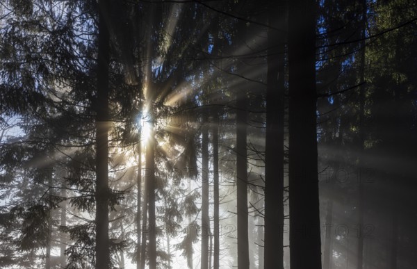 Spruce forest in morning fog with sunbeams, autumn, Mondseeland, Salzkammergut, Upper Austria, Austria