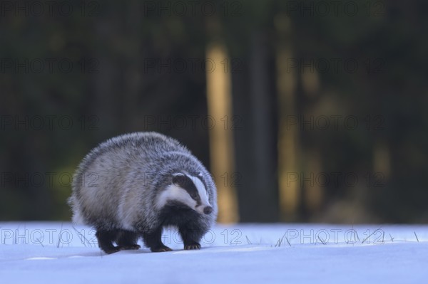 European badger (Meles meles), foraging in a snowy landscape in the last light, Swabian Alb biosphere reserve, Baden-Württemberg, Germany