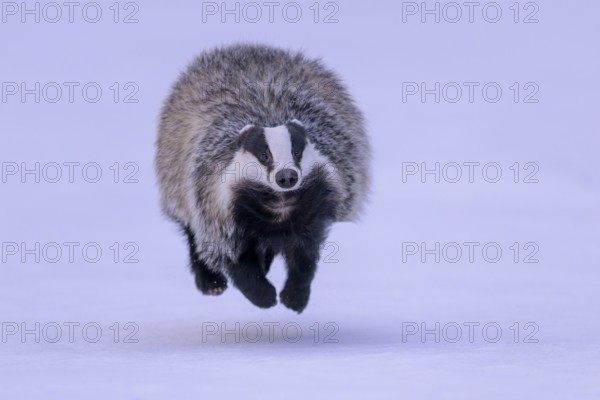 European badger (Meles meles), running in a snowy landscape, Swabian Alb biosphere reserve, Baden-Württemberg, Germany