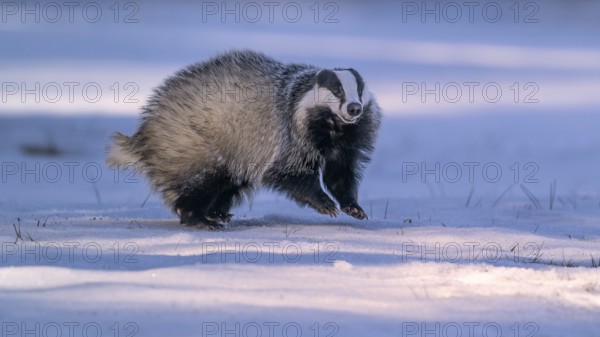 European badger (Meles meles), jumping in a snowy landscape in the last light, Swabian Alb biosphere reserve, Baden-Württemberg, Germany