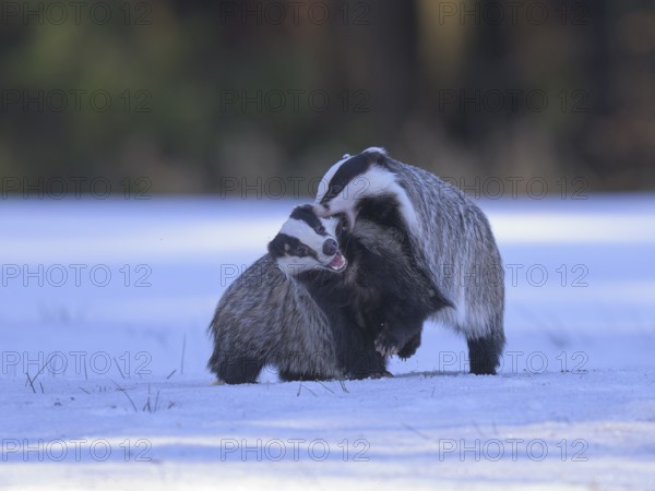 European badger (Meles meles), playful fight in a snowy landscape in the last light, Swabian Alb Biosphere Reserve, Baden-Württemberg, Germany