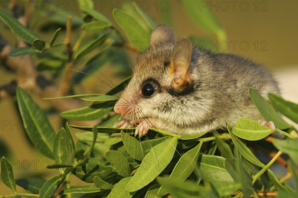 Garden dormouse (Eliomys quercinus), close-up, adult sits in a cute pose in bushes and looks with big, black saucer eyes, Valencia, Spain
