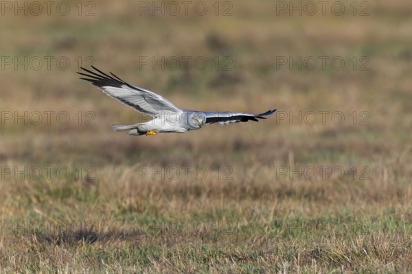 Hen harrier (Circus cyaneus), close-up, grey male flying with outstretched wings in a hunting flight over a meadow, Brandenburg, Germany