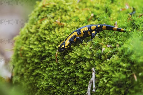 Fire salamander (Salamandra salamandra), close-up, running on the forest floor over a large area of green and moist star moss, Bavaria, Germany