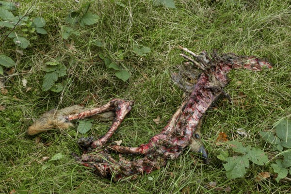 A female roe deer (Capreolus capreolus) killed by a wolf (Canis lupus) 3 days earlier, even the ribs were eaten, only the legs and the spine remain, dead, kill, victim, Germany