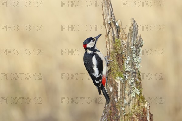Great spotted woodpecker (Dendrocopos major), male, foraging on a tree stump overgrown with moss and lichen in the forest, Wilnsdorf, North Rhine-Westphalia, Germany